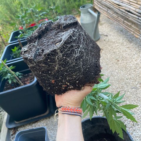 Amnesia Auto growlog timeline photo
