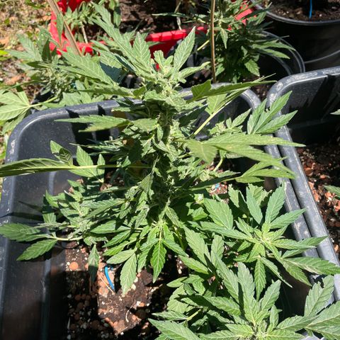 Amnesia Auto growlog photo: Flowers stars growing up