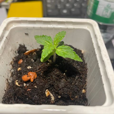 Auto Mimosa growlog timeline photo