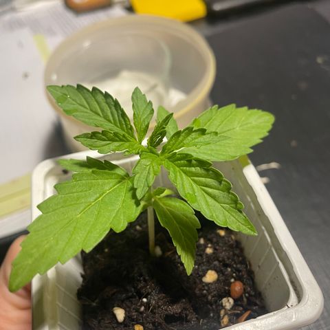Auto Mimosa growlog timeline photo