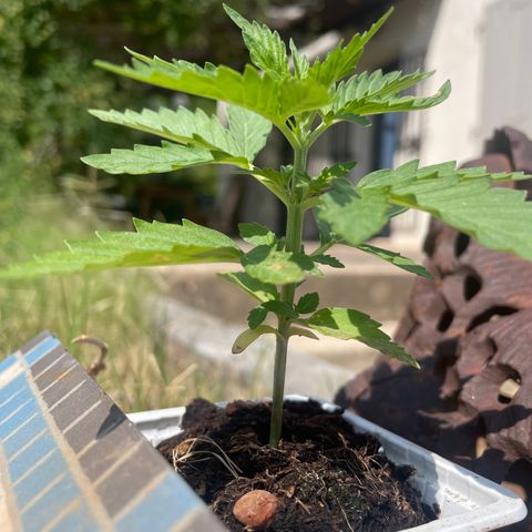 Auto Mimosa growlog timeline photo