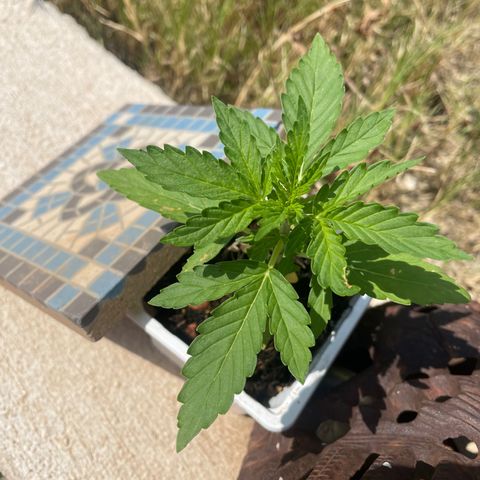 Auto Mimosa growlog timeline photo