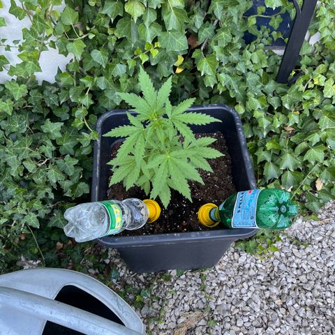 Auto Mimosa growlog timeline photo
