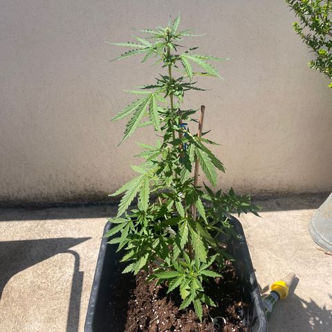 Auto Mimosa growlog timeline photo