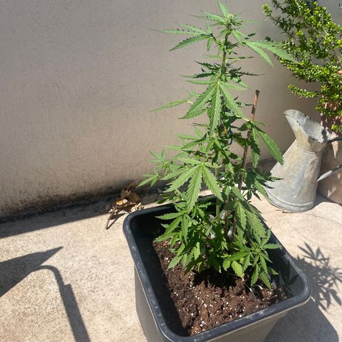 Auto Mimosa growlog timeline photo