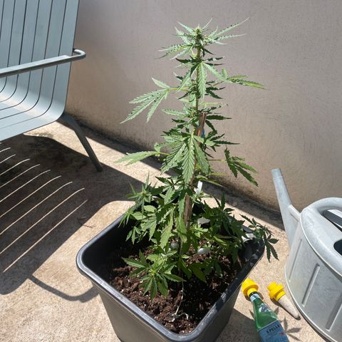 Auto Mimosa growlog photo: 😍😍mimosa