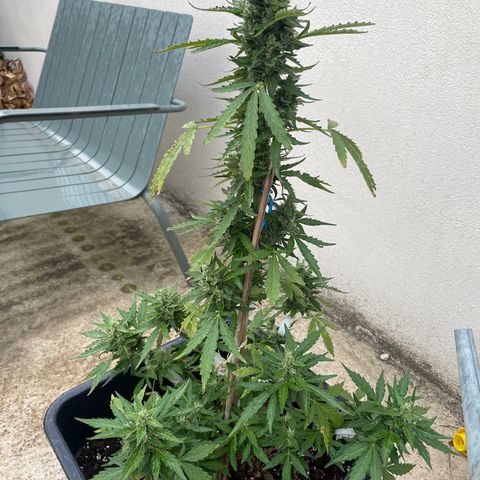 Auto Mimosa growlog photo: A bit late…