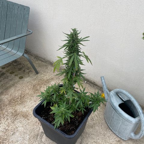 Auto Mimosa growlog photo: A bit late…