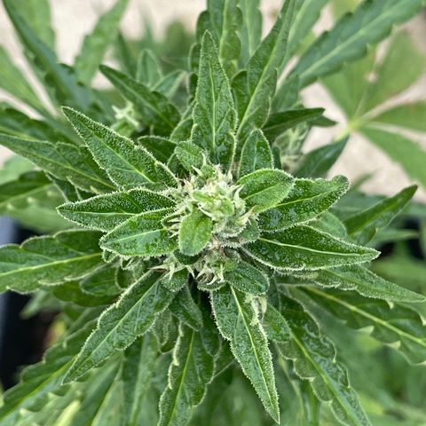 Auto Mimosa growlog photo: A bit late…