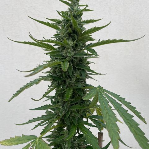 Auto Mimosa growlog photo: A bit late…