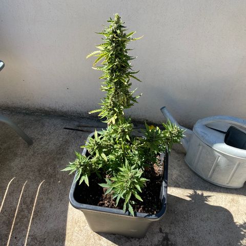 Auto Mimosa growlog timeline photo
