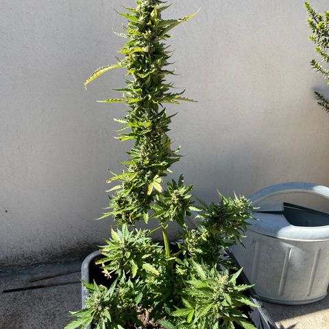 Auto Mimosa growlog timeline photo