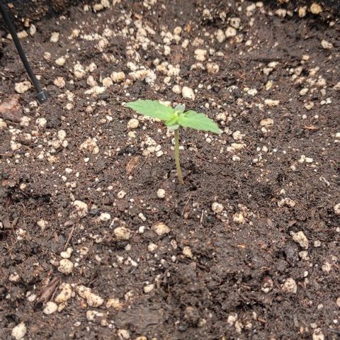 3 growlog timeline photo