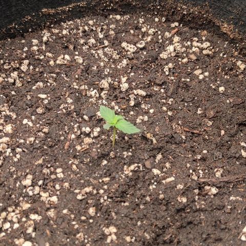 6 growlog timeline photo