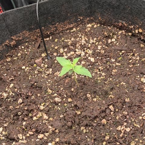 3 growlog timeline photo