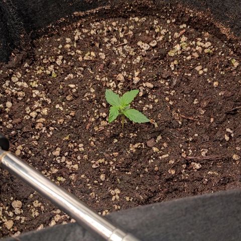 6 growlog timeline photo