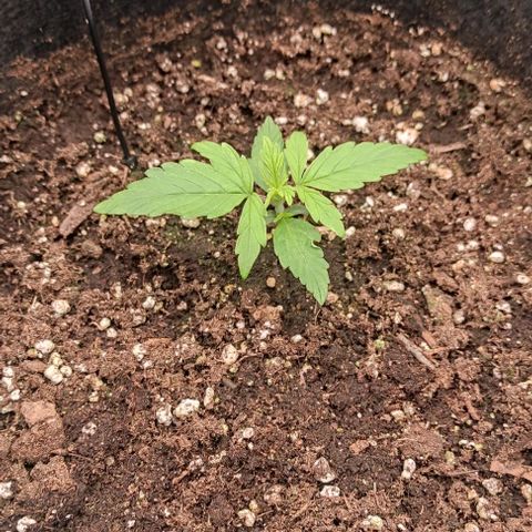 3 growlog timeline photo