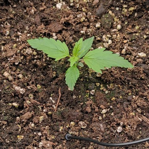 6 growlog timeline photo