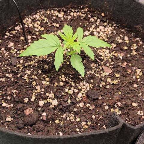 3 growlog timeline photo