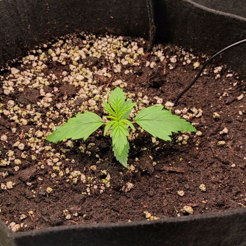 6 growlog timeline photo