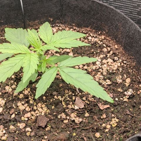 3 growlog timeline photo