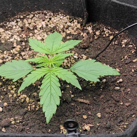 6 growlog timeline photo