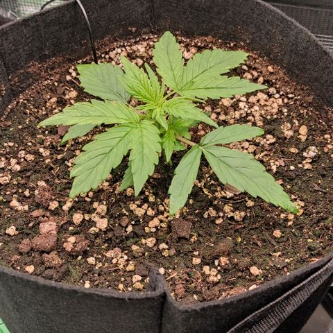 3 growlog timeline photo