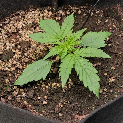 6 growlog timeline photo