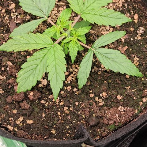 3 growlog timeline photo
