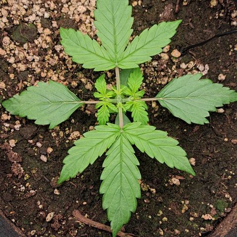 6 growlog timeline photo
