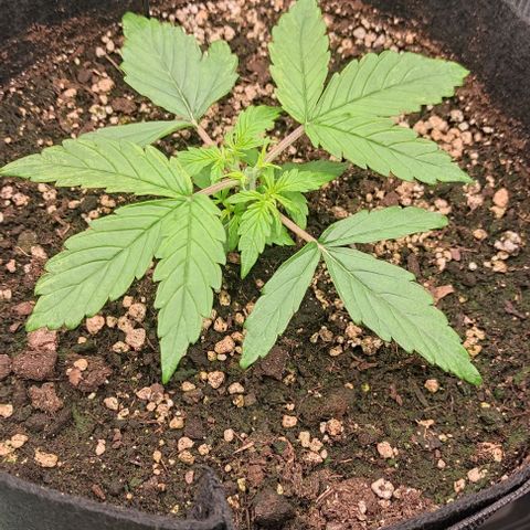 3 growlog timeline photo