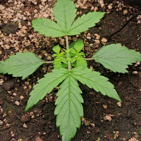 6 growlog timeline photo