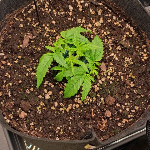 3 growlog timeline photo