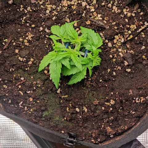 6 growlog timeline photo