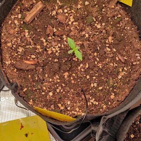 North Thunderfuck Auto RQS growlog timeline photo