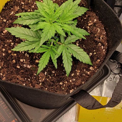 3 growlog timeline photo