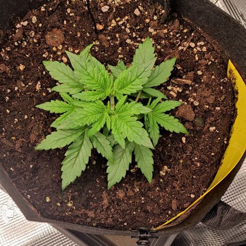 6 growlog timeline photo