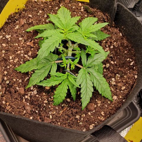 3 growlog timeline photo