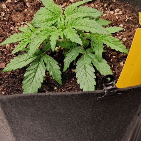 6 growlog timeline photo