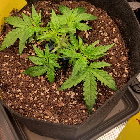 3 growlog timeline photo