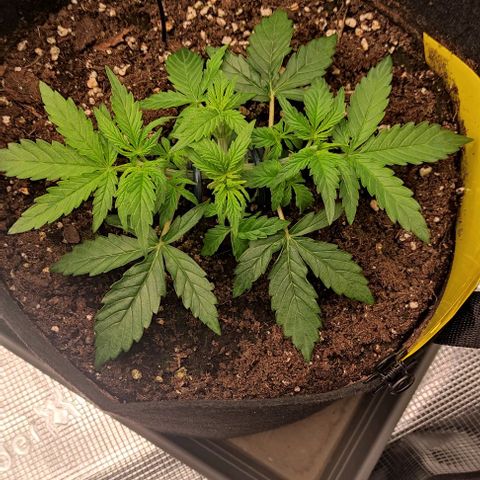 6 growlog timeline photo