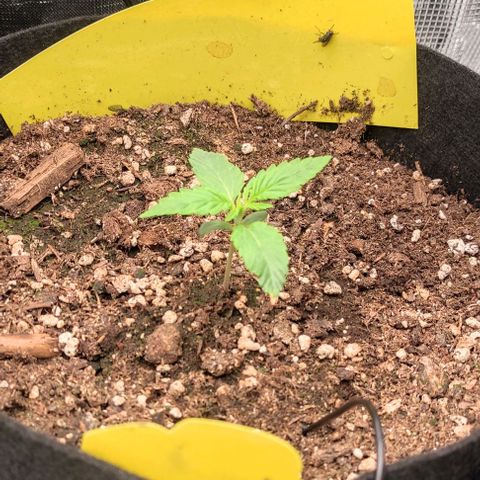 North Thunderfuck Auto RQS growlog timeline photo