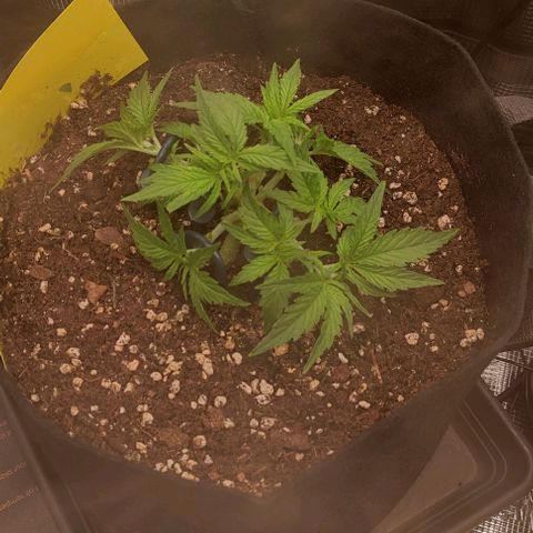 3 growlog timeline photo