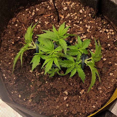 6 growlog timeline photo