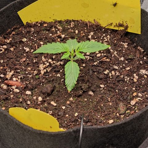 North Thunderfuck Auto RQS growlog timeline photo