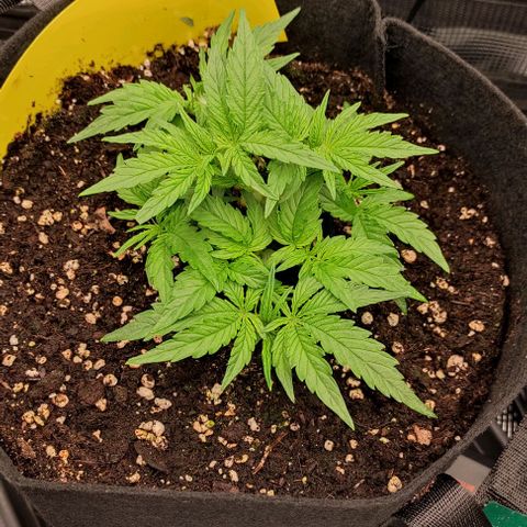 3 growlog timeline photo
