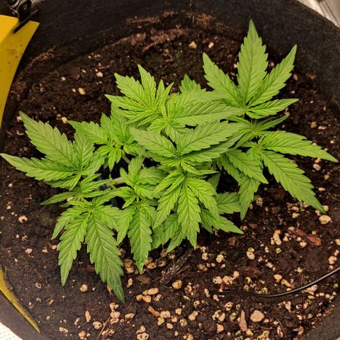 6 growlog timeline photo