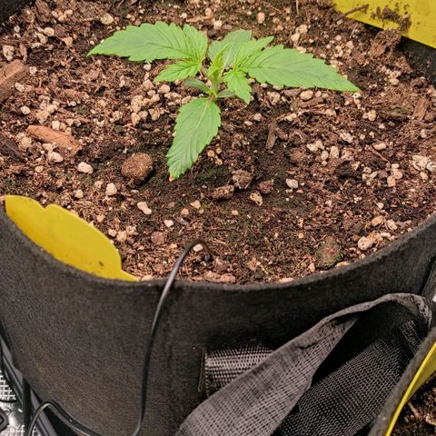 North Thunderfuck Auto RQS growlog timeline photo