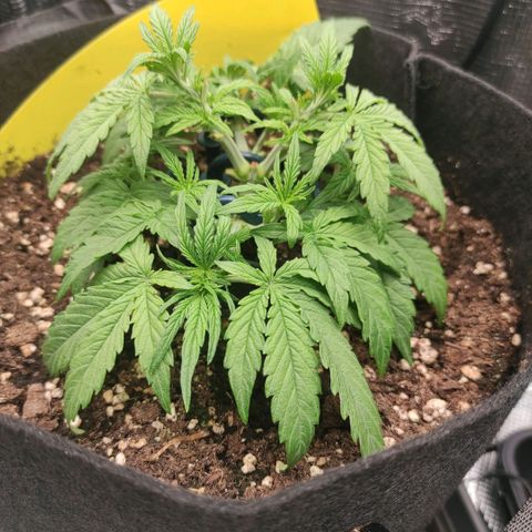 3 growlog timeline photo