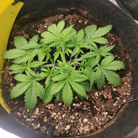 6 growlog timeline photo